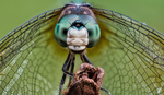An Interview With Frank Döring: How to Capture Momentous Macro Photographs of Insects and Spiders