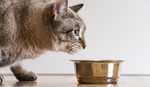 People Are Ordering Expensive Cameras on Amazon and Receiving Cat Food Instead