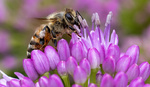 4 Tips for Better Summer Bee Photos