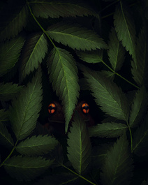 The Llanos Eyes | The Llanos, Colombia by Thomas Andlauer