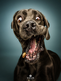 Great Dane Bobba by Christian Vieler