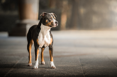 Aries by alfonso maseda varela