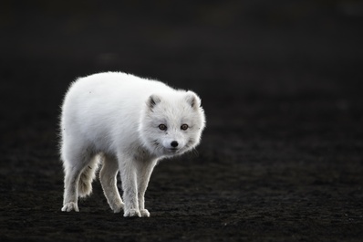 Arctic Fox by Matthew Lacy