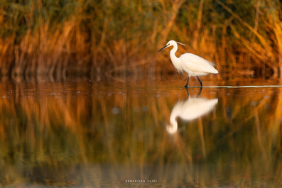 Little egret by Sebastian Ulici