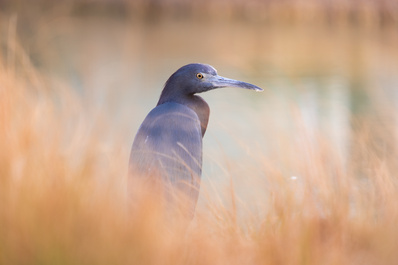 Little Blue Heron in Marsh by Sellers Hill