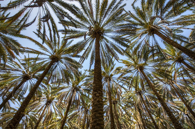 Oases of AlUla by Hanaa Turkistani