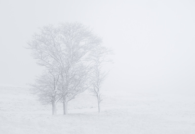 A White, White Day by Tiago Marques