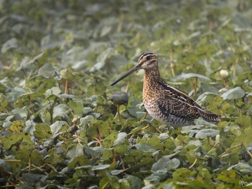 Common  Snipe by Roy Young