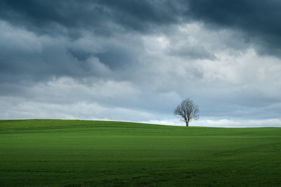 Lone Tree on a hill by Christian Möhrle