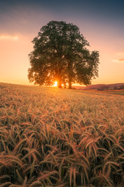 Sommer Sunset by Christian Möhrle