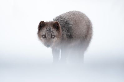 Melrakki (arctic fox) by Karthik Subramaniam
