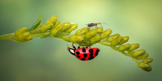 Yin and Yang by Atul Saluja