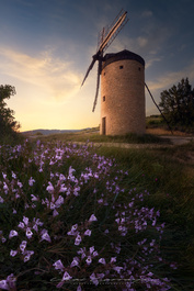 Wind flowers by Unai Larraya