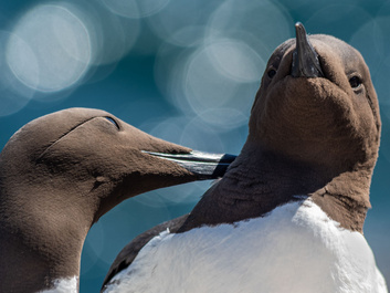 Guillemot by Ivor Rackham