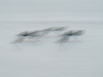 Turnstone by Ivor Rackham