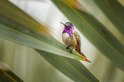 Costa's Hummingbird by Melody Mellinger
