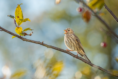 Morning Song by Melody Mellinger