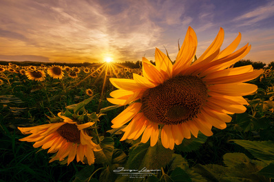 Sunflowers by Jorge Lázaro