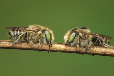 Model bees by Mark Kineth Casindac