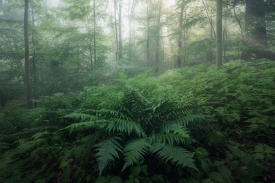 Fern by Benjamin Höger