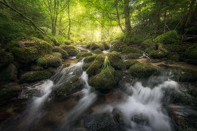Fresh Woodland by Benjamin Höger