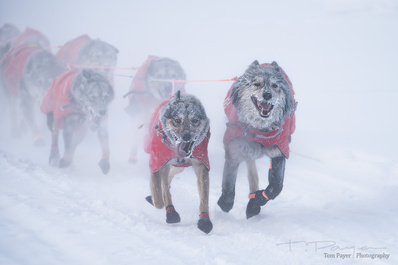 Sled dogs at -47F by Thomas Payer