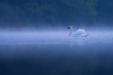 Mute swan (Cygnus olor) by Danijel Turnšek