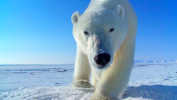 How Wildlife Filmmakers Are Getting Closer Than Ever Before