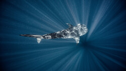 Creating Photographs Alongside The Largest Sharks In The Sea