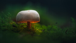 Those Glowing Mushrooms (Part 2): 7 Steps to Processing Your Own Fantasy World