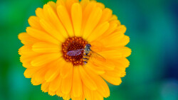 This Helpful Video Shares 10 Macro Photography Tips for Beginners