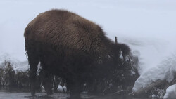 Large bison standing in shallow water with frost-covered vegetation and misty forest backdrop.