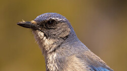 Close-up profile of a small blue-gray bird with white throat markings against a soft golden background.
