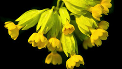 Cluster of bright yellow flowers with drooping bell-shaped petals against a black background.