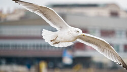 White gull in flight with wings spread wide, urban waterfront buildings blurred in background.