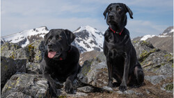 Two black Labrador Retrievers sitting on lichen-covered rocks with snow-capped mountains in the background.