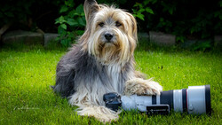 Terrier-type dog posing with a telephoto lens on grass with green foliage behind.