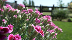 Pink dianthus flowers in sharp focus with blurred green field and black fence behind.