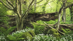 Fallen tree trunks and moss-covered rocks in a lush forest clearing with white flowering plants.