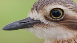 Close-up of a bird's head with white facial markings, dark beak, and striking yellow eye against soft green background.