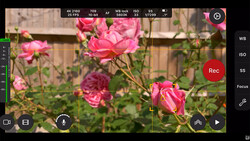 Screenshot of a camera app interface displaying pink roses in a garden with exposure and focus controls visible.