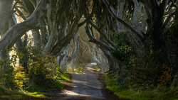 Tree-lined country lane with gnarled beech trees forming a natural tunnel overhead, dappled sunlight illuminating the dirt path.