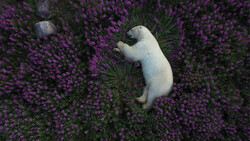 White dog lying in a dense field of purple flowering plants, shot from above.