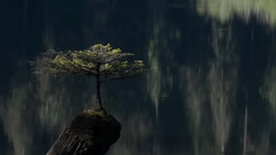 Small tree with bright green foliage growing from a dark rock, backlit against a misty forest backdrop.