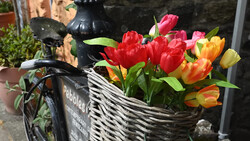 Vibrant red, orange, and yellow tulips arranged in a striped wicker basket next to a vintage bicycle.