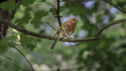 Robin with rust-colored breast perched on a lichen-covered branch surrounded by green foliage.