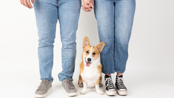 Couple holding hands with a corgi sitting between them against a white background.