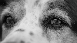 Close-up black and white portrait of a dog's face showing intense eye contact and detailed fur texture.