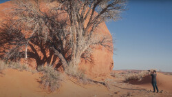 Photographer standing beside a gnarled desert tree casting long shadows on rust-colored sand dunes under clear blue sky.