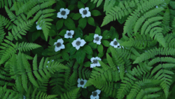 Delicate pale blue flowers with dark centers nestled among vibrant green fern fronds in a dense forest floor composition.